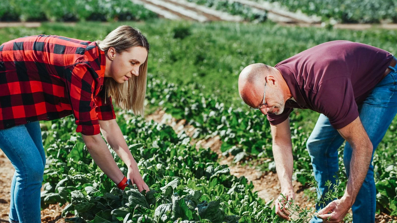 Grower tending crops